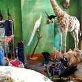 Tony trying to tame the lion